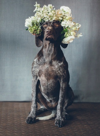 Cutest Ways to Include Your Pet Into Your Wedding Day