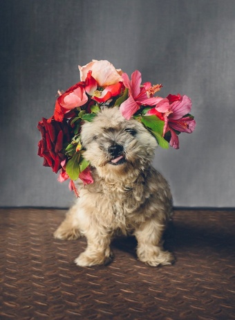 Cutest Ways to Include Your Pet Into Your Wedding Day